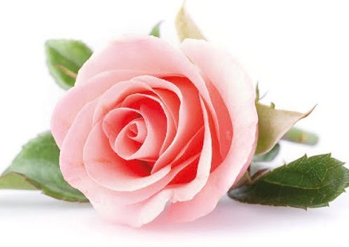 Woman's day